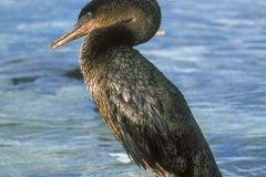 Cormoran aptère (Phalacrocorax harrisi)