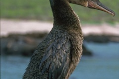 Cormoran aptère (Phalacrocorax harrisi)