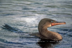 Cormoran aptère (Phalacrocorax harrisi)