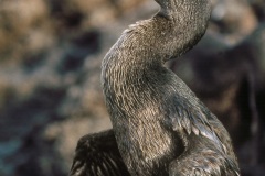 Cormoran aptère (Phalacrocorax harrisi)