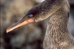 cormorans_apteres_018__Castanet-Hervieu-hautes-def-JPG-cormorant-aptere-portrait