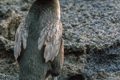 Cormoran aptère (Phalacrocorax harrisi)