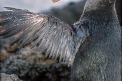 Cormoran aptère (Phalacrocorax harrisi)