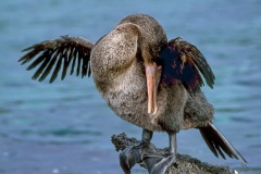 Cormoran aptère (Phalacrocorax harrisi)