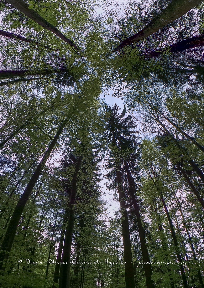 En forêt