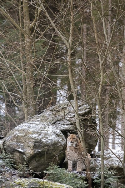 Lynx boréal (Lynx lynx)