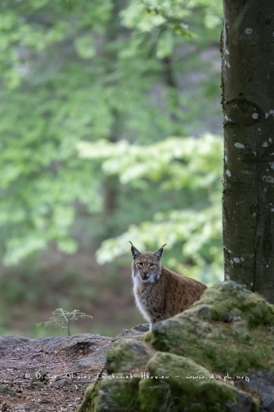 Lynx boréal (Lynx lynx)