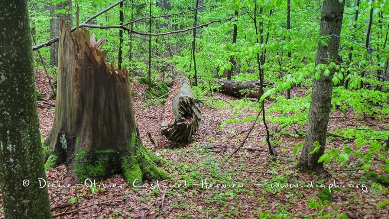 En forêt