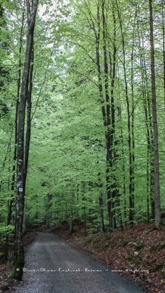 En forêt