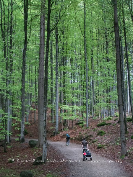 En forêt