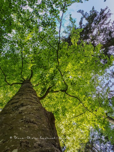En forêt