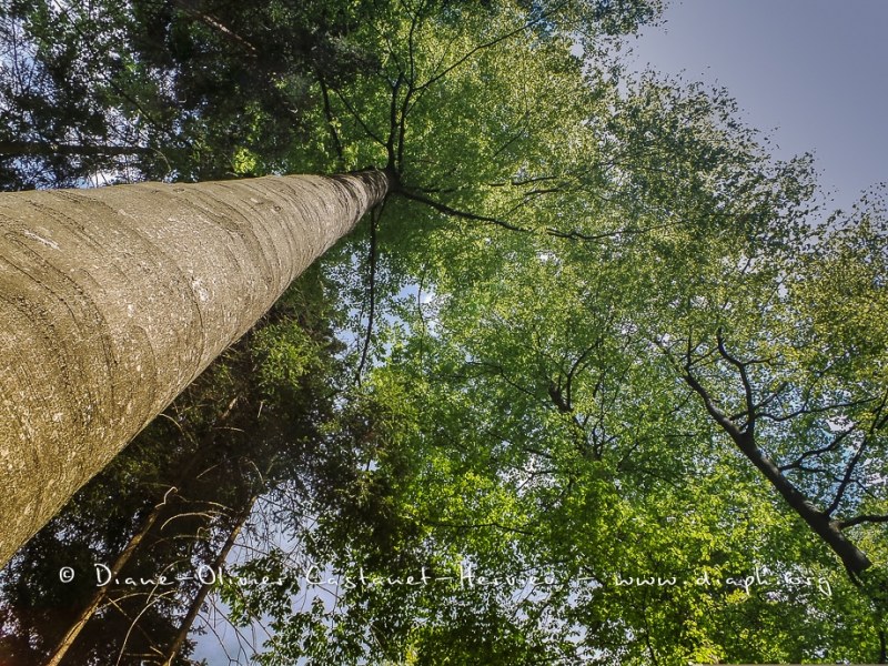 En forêt