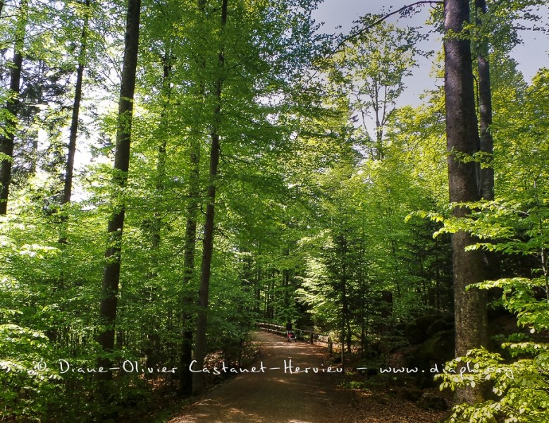 En forêt