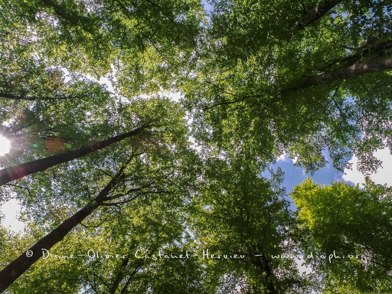 En forêt