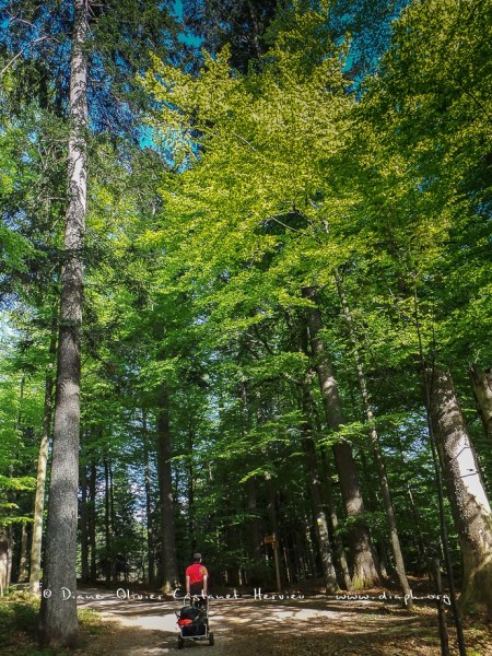 En forêt