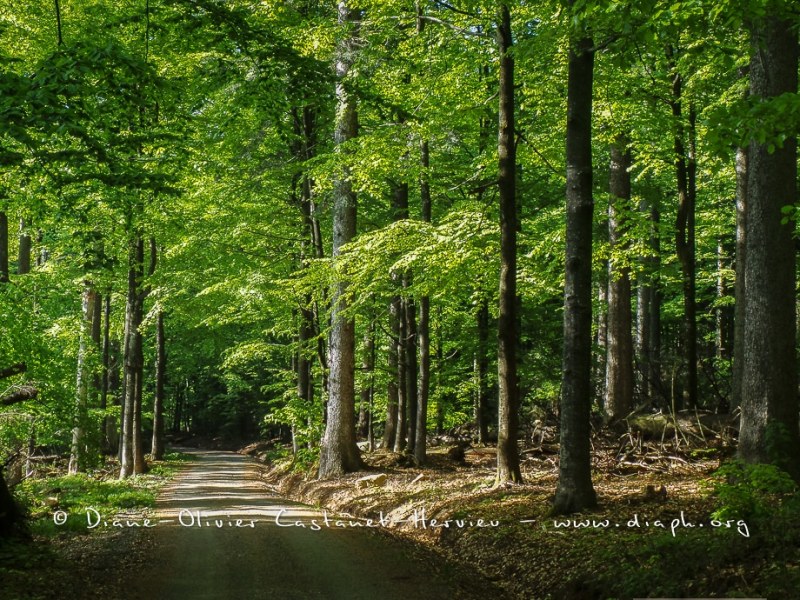 En forêt