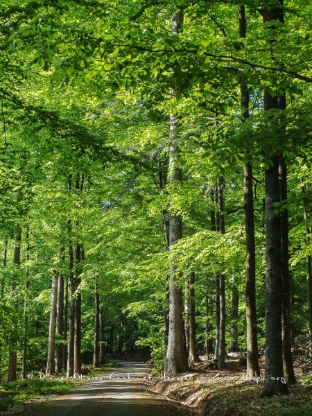 En forêt