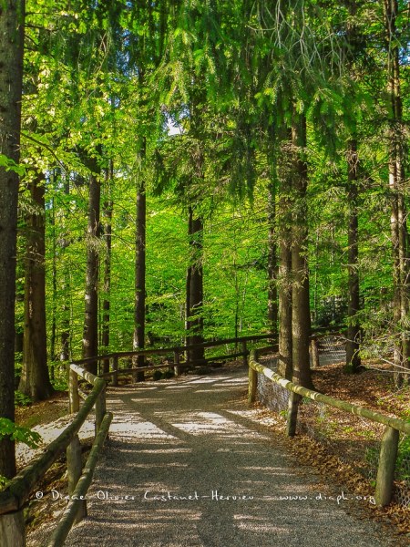 En forêt