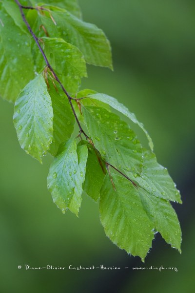 En forêt