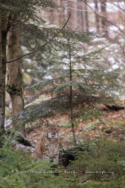 Lynx boréal (Lynx lynx)