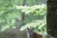 Lynx boréal (Lynx lynx)