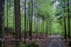 En forêt