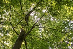 En forêt