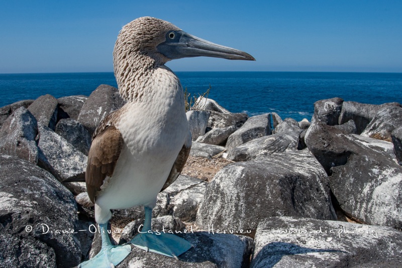 Fou à  pieds bleus (Sula nebouxii) - îles Galapagos