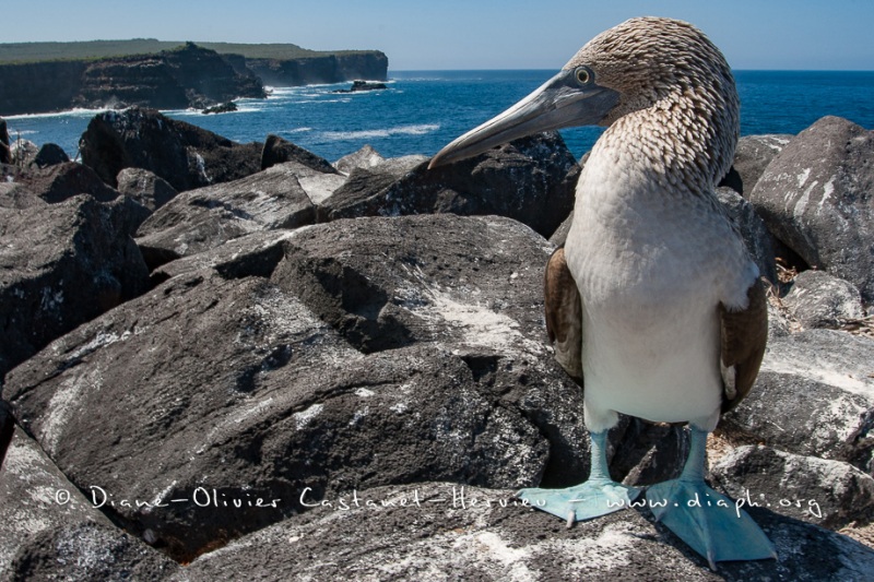 Fou à  pieds bleus (Sula nebouxii) - îles Galapagos