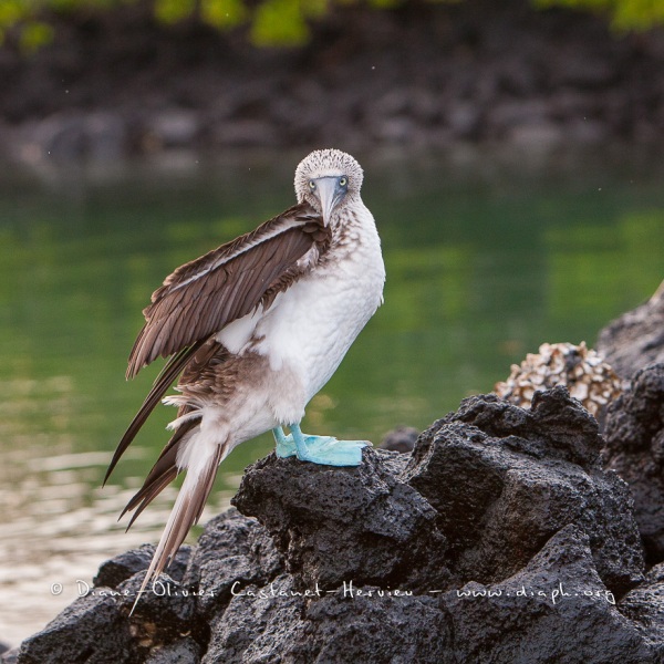 Fou à  pieds bleus (Sula nebouxii) - îles Galapagos