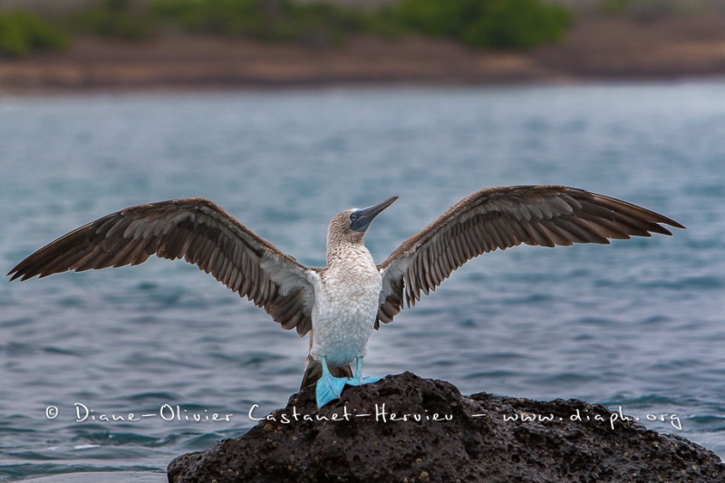 Fou à  pieds bleus (Sula nebouxii) - îles Galapagos