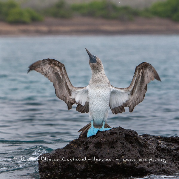 Fou à  pieds bleus (Sula nebouxii) - îles Galapagos