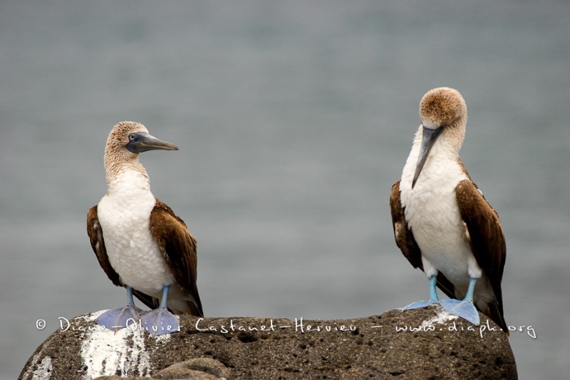 Fou à  pieds bleus des Galapagos (Sula nebouxii excisa)