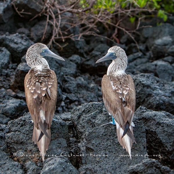 Fou à  pieds bleus (Sula nebouxii) - îles Galapagos