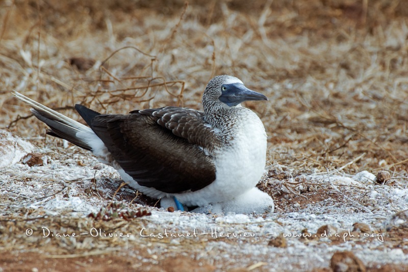 Fou à  pieds bleus des Galapagos (Sula nebouxii excisa)