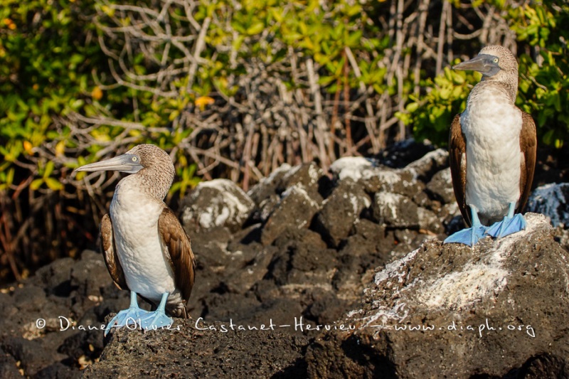 Fou à  pieds bleus des Galapagos (Sula nebouxii excisa)