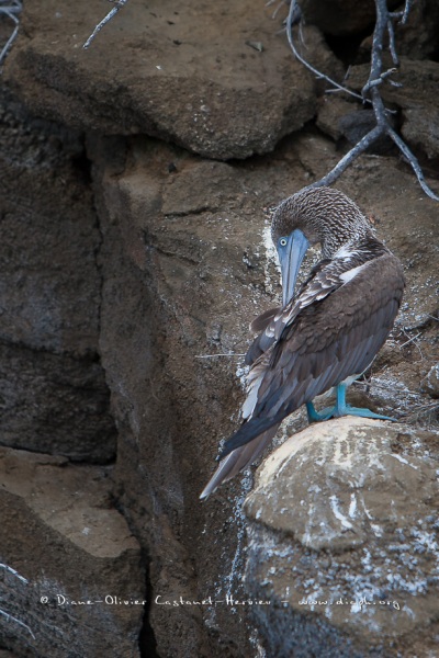 Fou à  pieds bleus (Sula nebouxii) - îles Galapagos