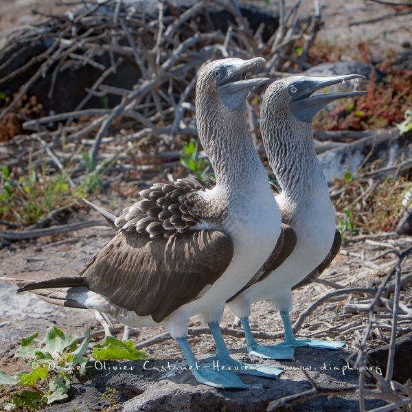 Fou à  pieds bleus (Sula nebouxii) - îles Galapagos