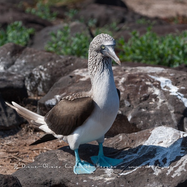 Fou à  pieds bleus (Sula nebouxii) - îles Galapagos