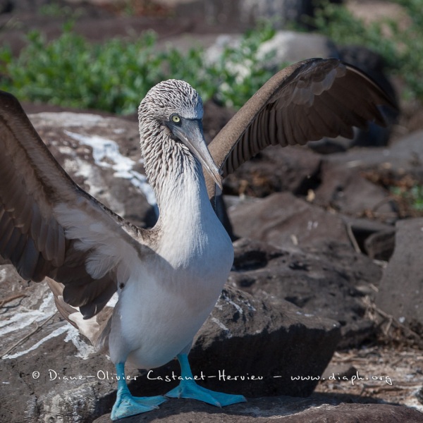 Fou à  pieds bleus (Sula nebouxii) - îles Galapagos