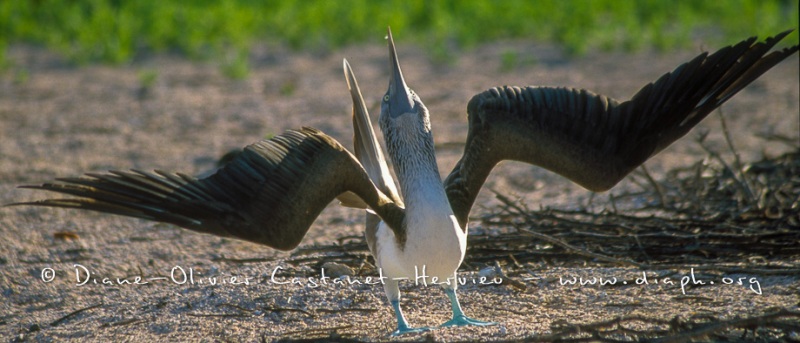 Fou à  pieds bleus (Sula nebouxii)