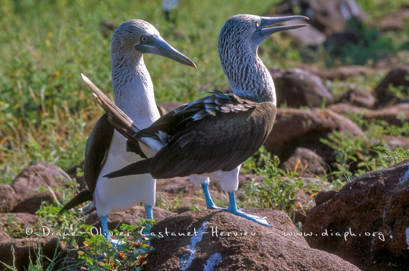 Fou à  pieds bleus (Sula nebouxii)