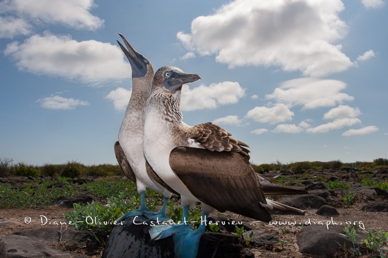 Fou à  pieds bleus (Sula nebouxii) - îles Galapagos