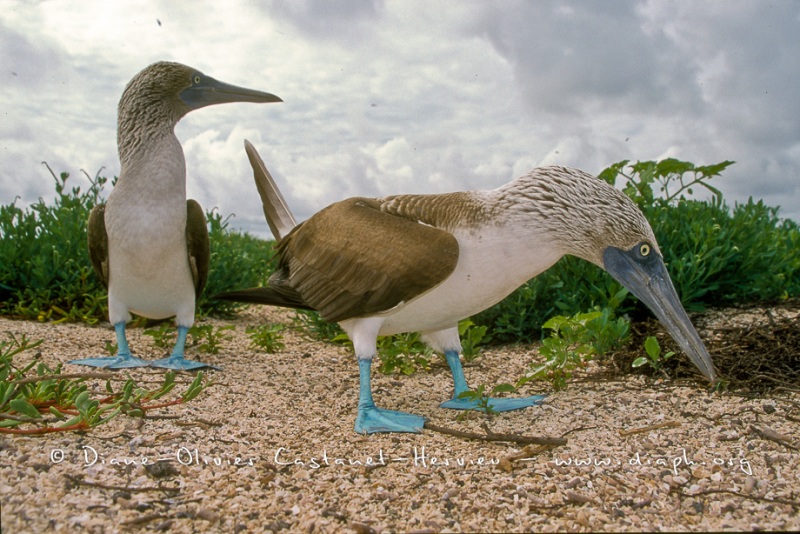 Fou à  pieds bleus (Sula nebouxii)