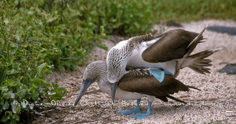 Fou à  pieds bleus (Sula nebouxii)