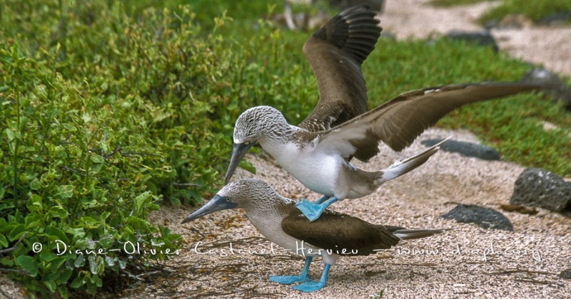 Fou à  pieds bleus (Sula nebouxii)