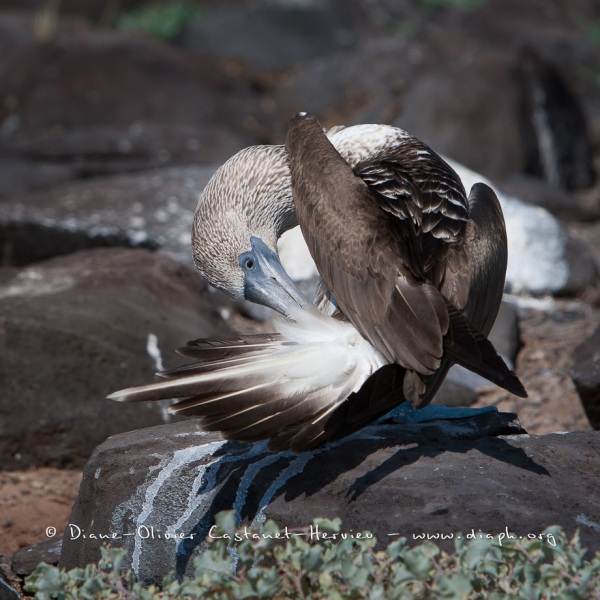 Fou à  pieds bleus (Sula nebouxii) - îles Galapagos