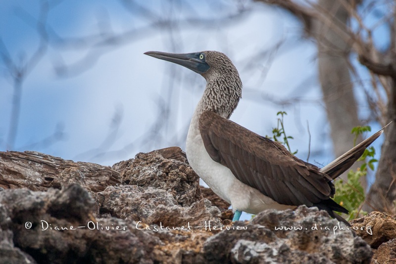 Fou à  pieds bleus (Sula nebouxii) - îles Galapagos