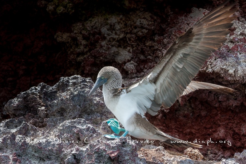 Fou à  pieds bleus (Sula nebouxii) - îles Galapagos