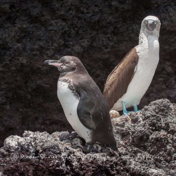 Fou à  pieds bleus (Sula nebouxii) - îles Galapagos